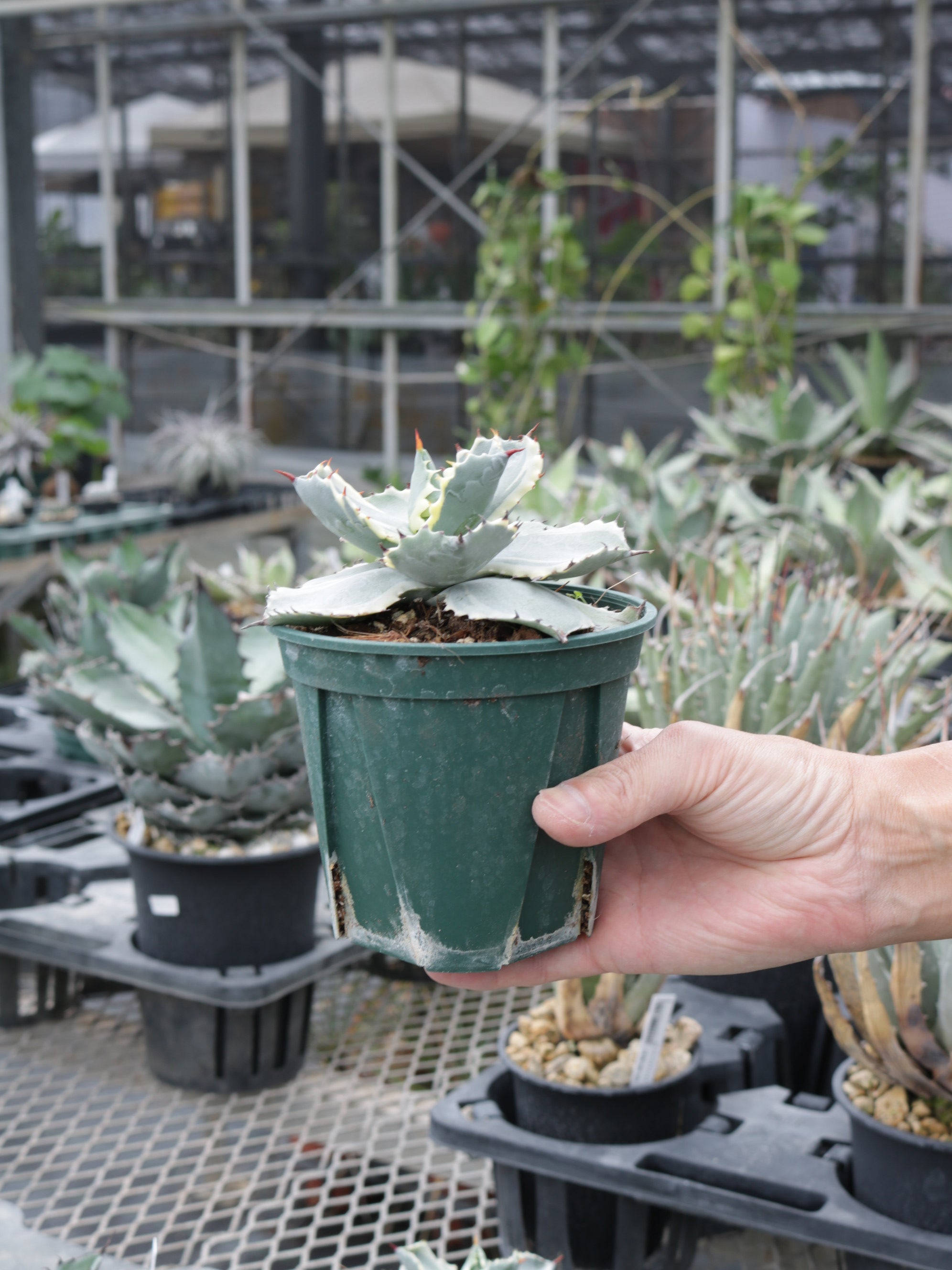 アガベ・兜蟹錦 4号鉢 – 福樹園-在庫