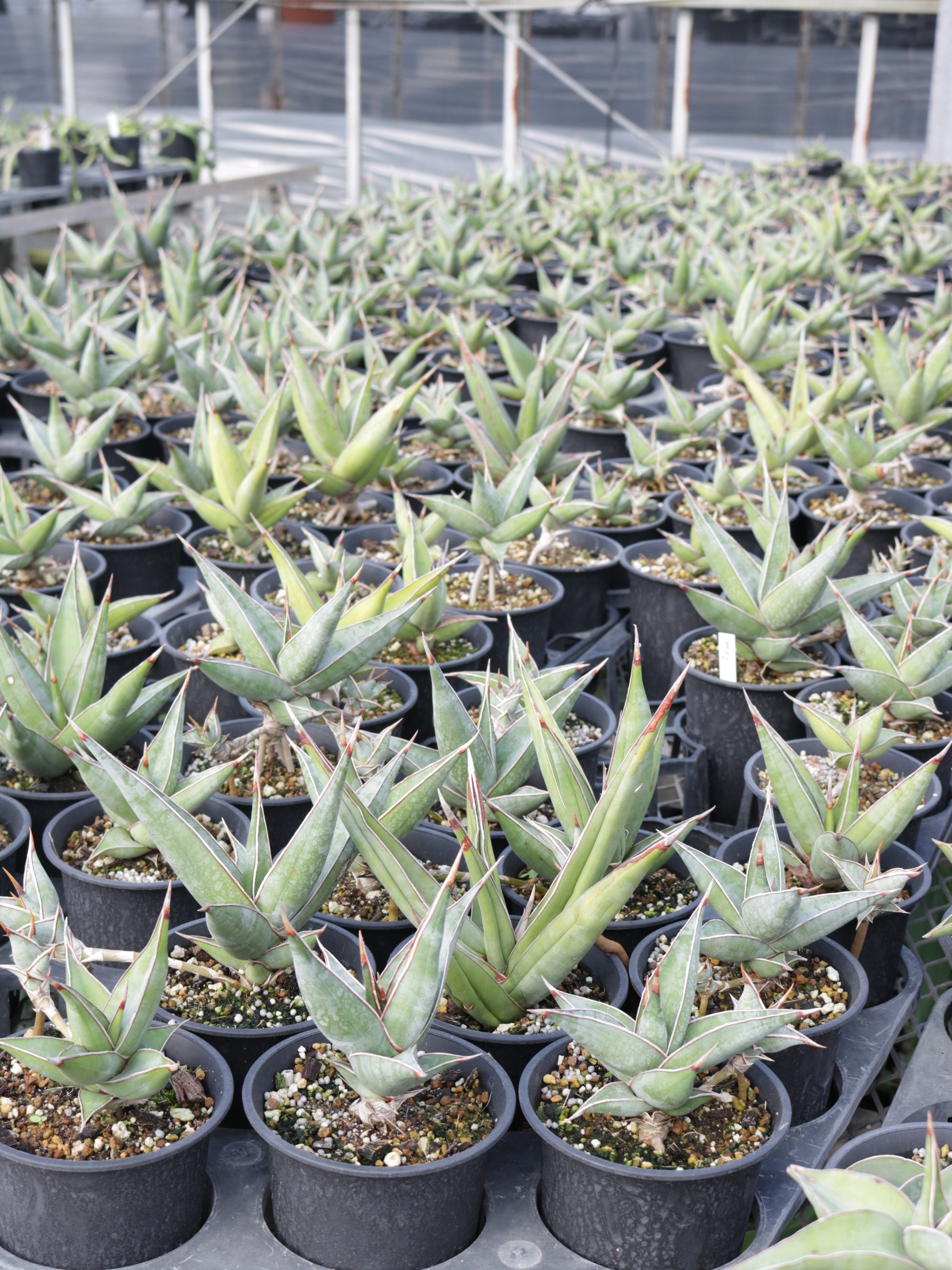 極上　ピングイキュラ　斑入り　サンスベリア　抜き苗 サンスベリア ピングイキュラ 斑入り SANSEVIERIA PINGUICULA