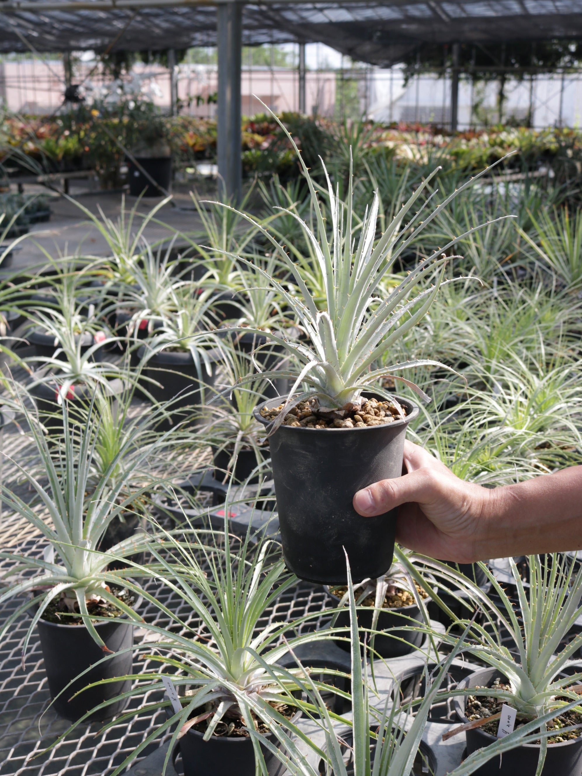 プヤ・セルーレア 4号鉢 – 福樹園-在庫