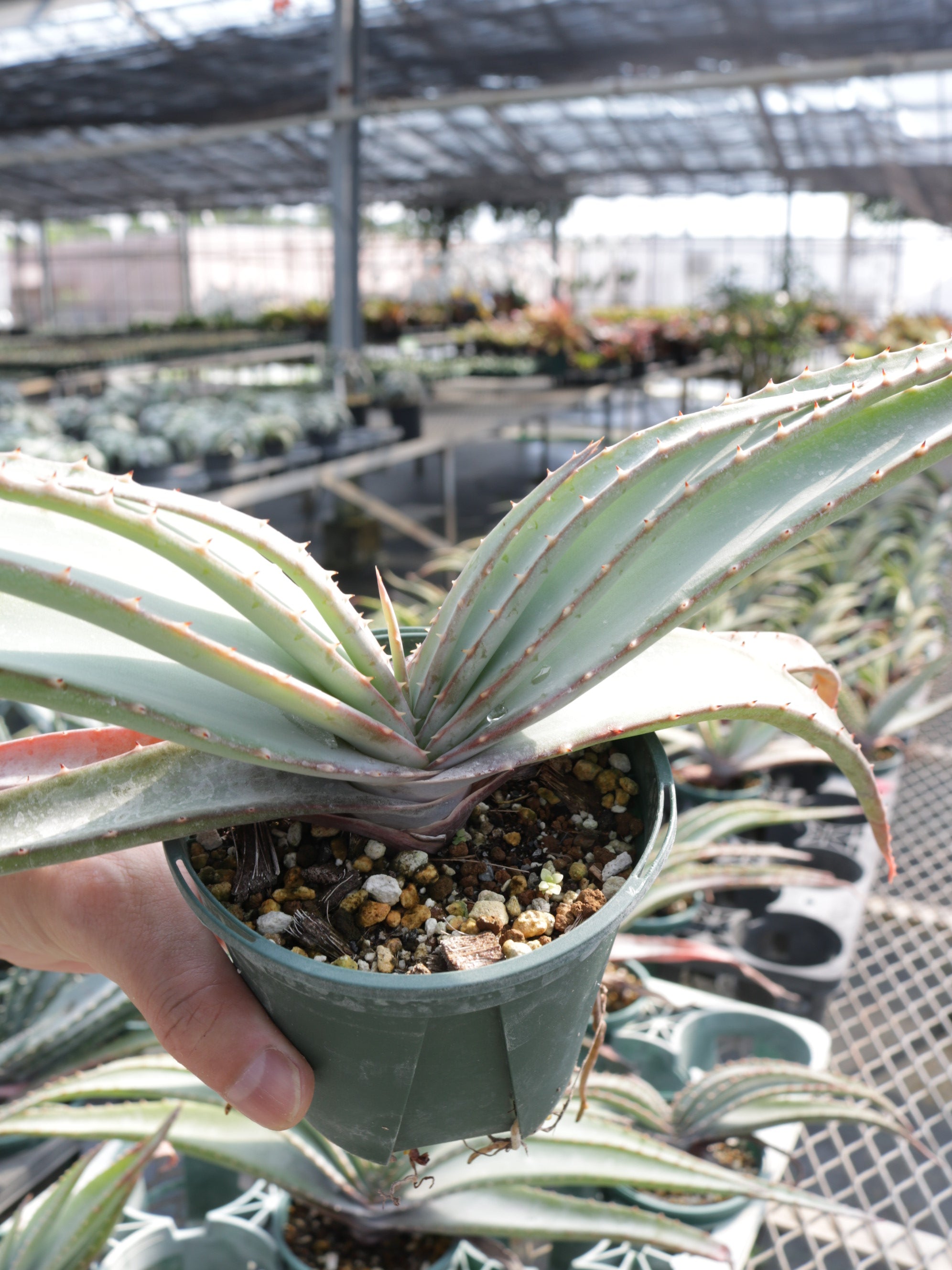 アロエ・スプラフォリアータ 3.5号鉢 – 福樹園-在庫