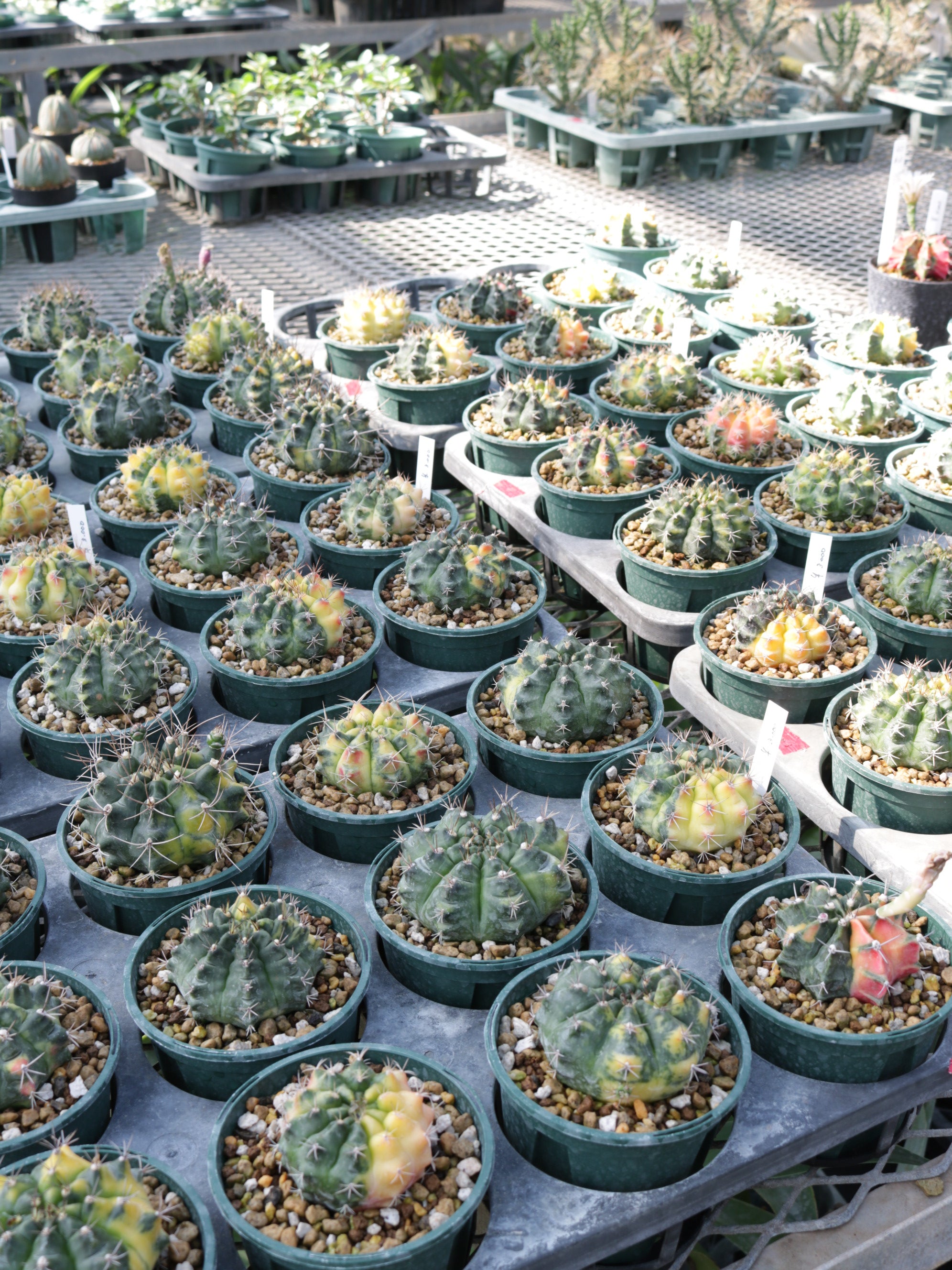 特価】ギムノカリキウム 3.5号鉢 – 福樹園-在庫