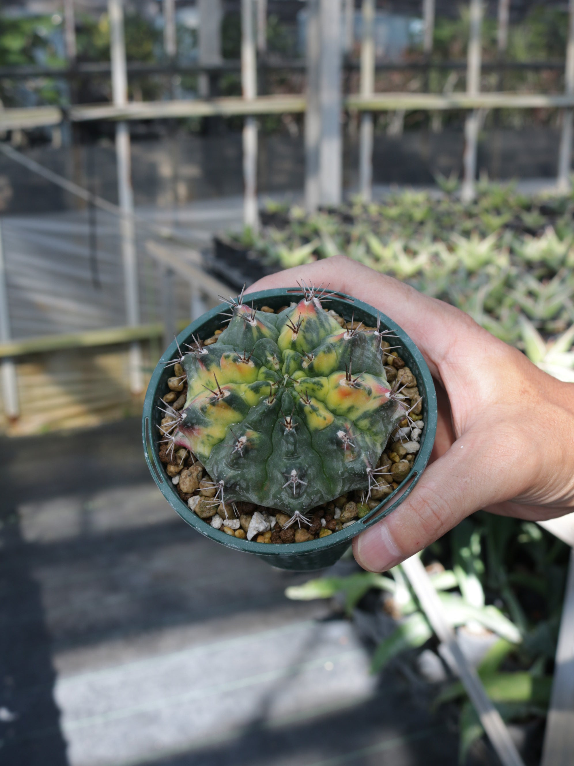 特価】ギムノカリキウム 3.5号鉢 – 福樹園-在庫