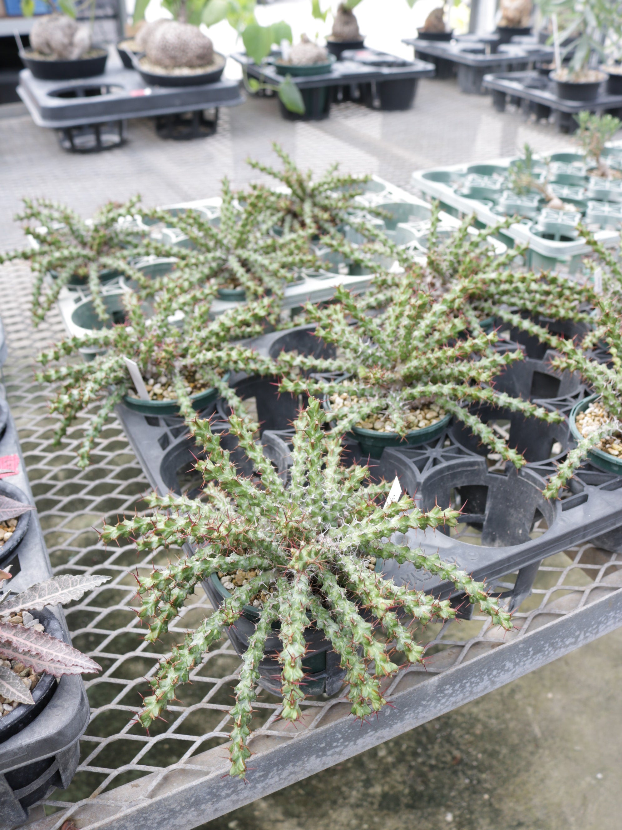 IMG_8931.jpg?v=1695608565&