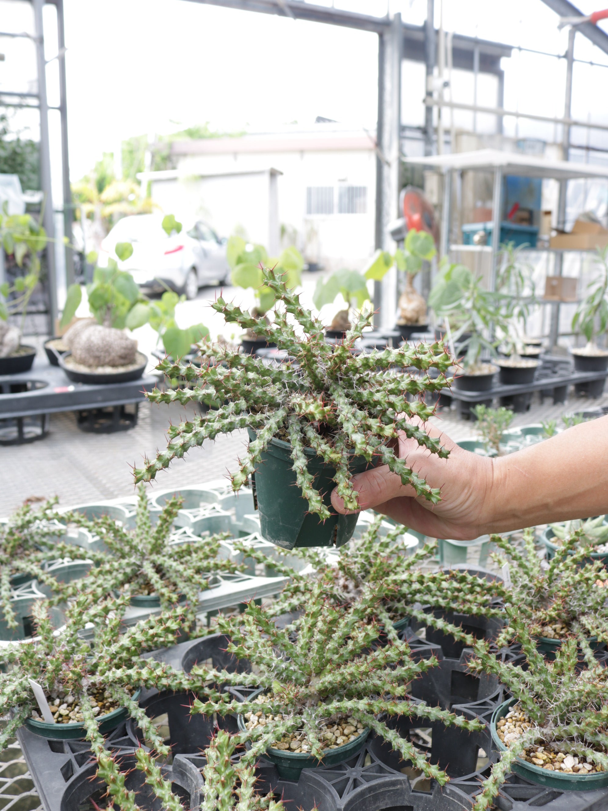 ユーフォルビア・レネウトニー 3.5号鉢 – 福樹園-在庫