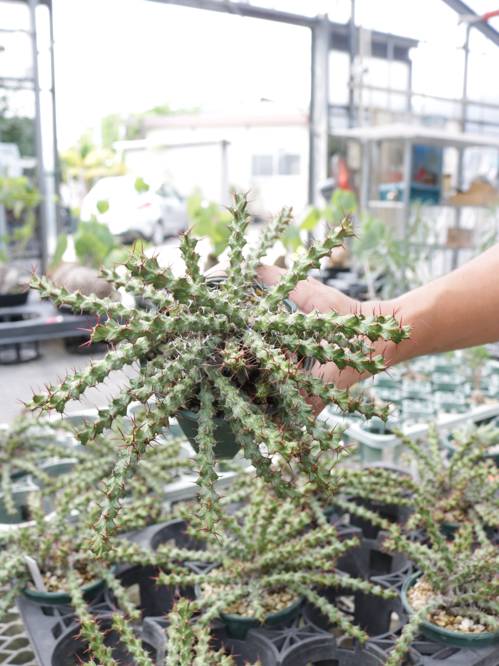 ユーフォルビア・レネウトニー 3.5号鉢 – 福樹園-在庫