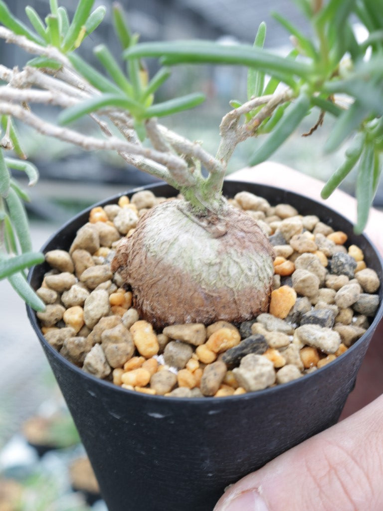 メストクレママクロリズム 2.5号鉢 – 福樹園-在庫 メストクレママクロリズム 2.5号鉢 – 福樹園-在庫