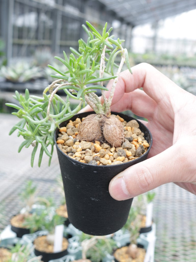 メストクレマ 二年目、メストクレマ マクロリズムの塊根: 仙人の12ヶ月