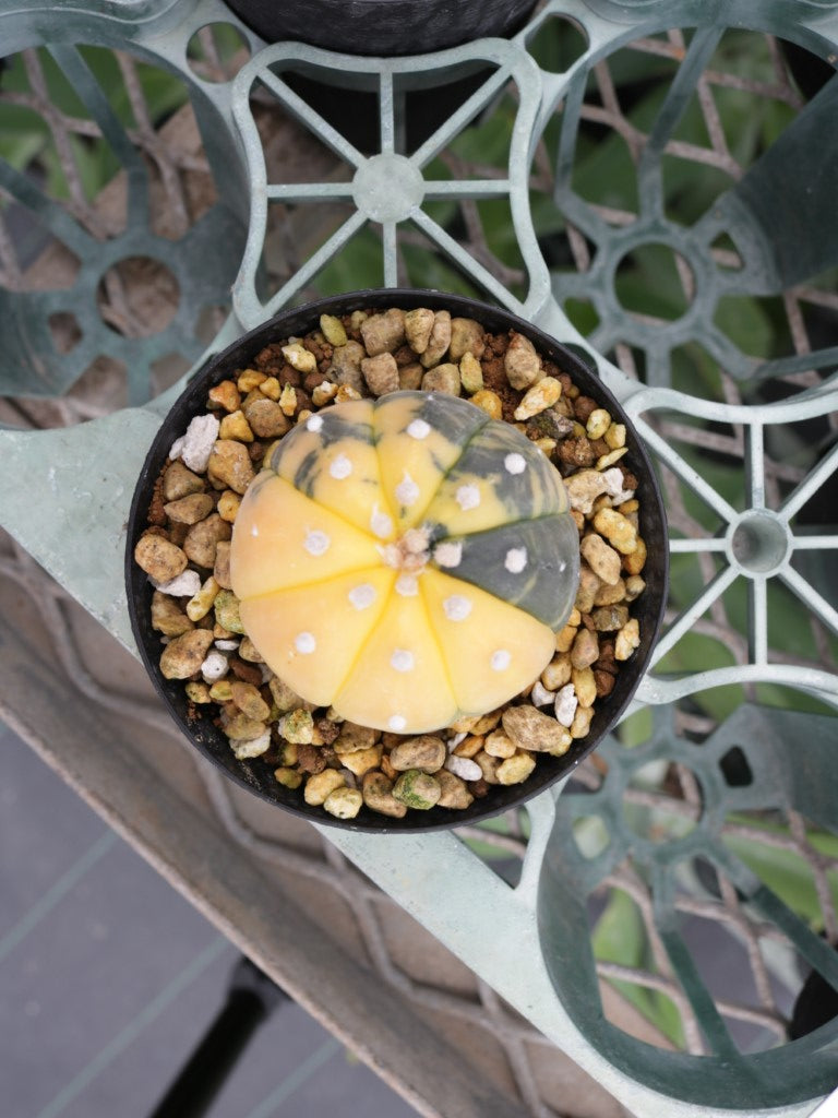 アストロフィツム スーパー兜 斑入り 2.5号鉢 – 福樹園-在庫