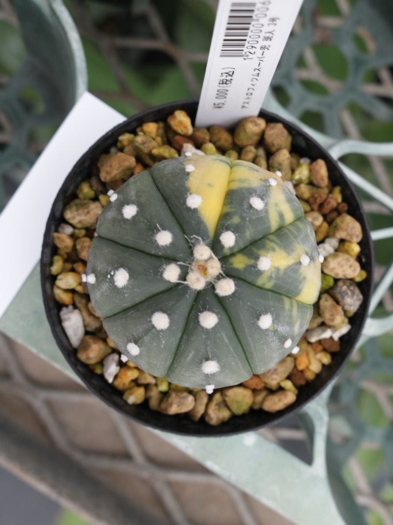 アストロフィツム スーパー兜 斑入り 2.5号鉢 – 福樹園-在庫
