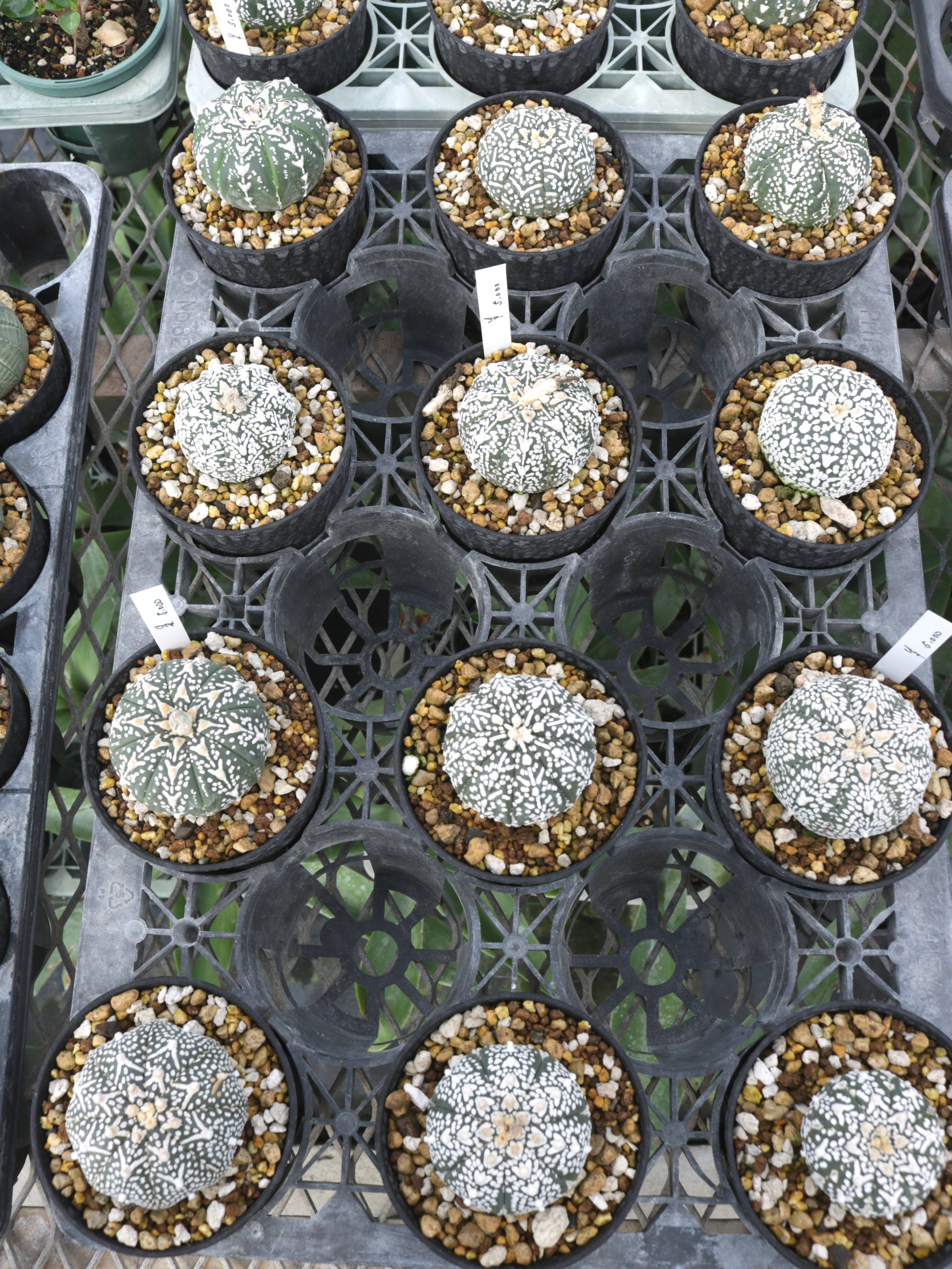 アストロフィツム スーパー兜 Vタイプ 3 アストロフィツム スーパー兜 Vタイプ 3 Astrophytum asterias