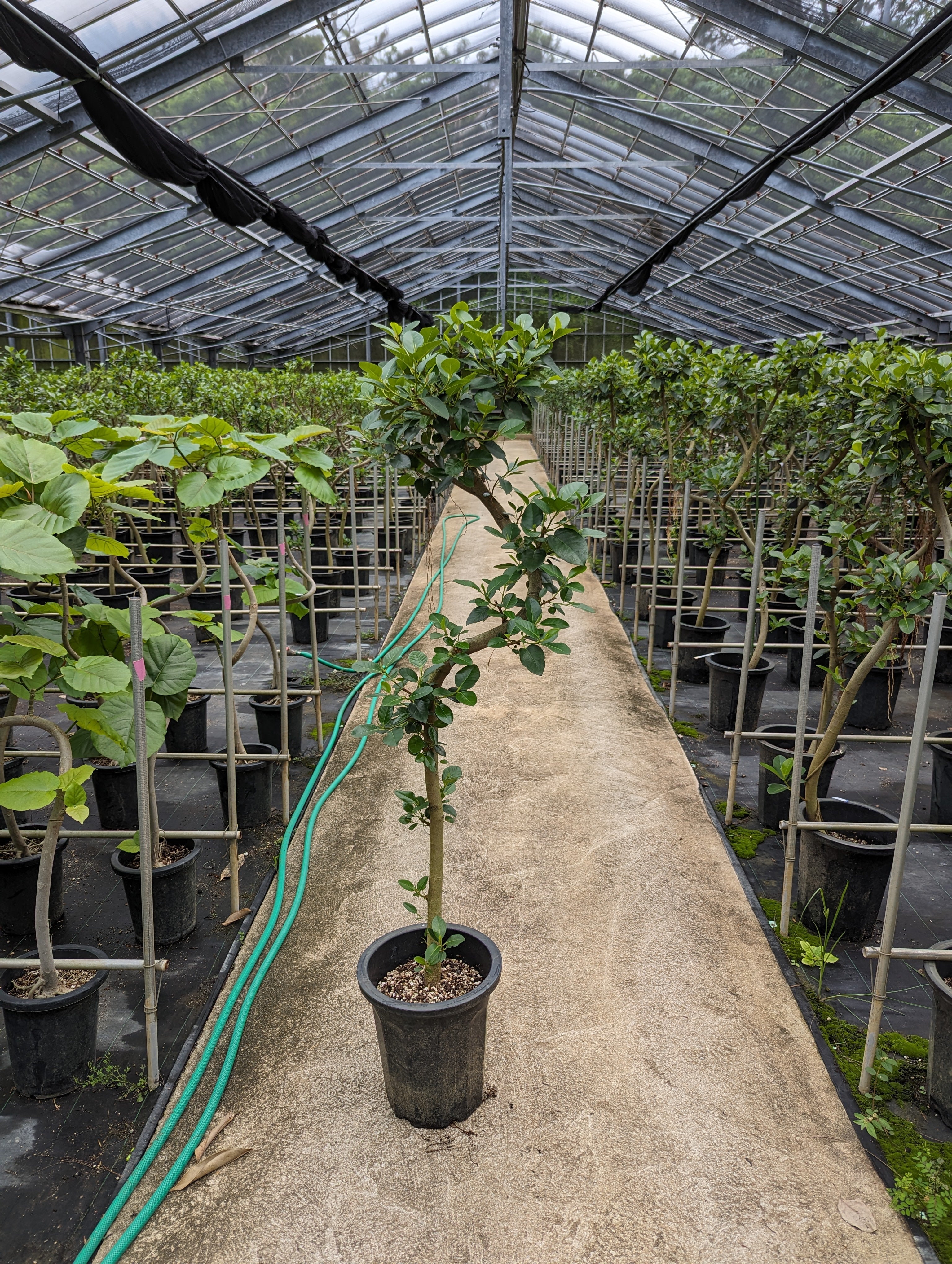 フランスゴム 10号 – 福樹園-在庫