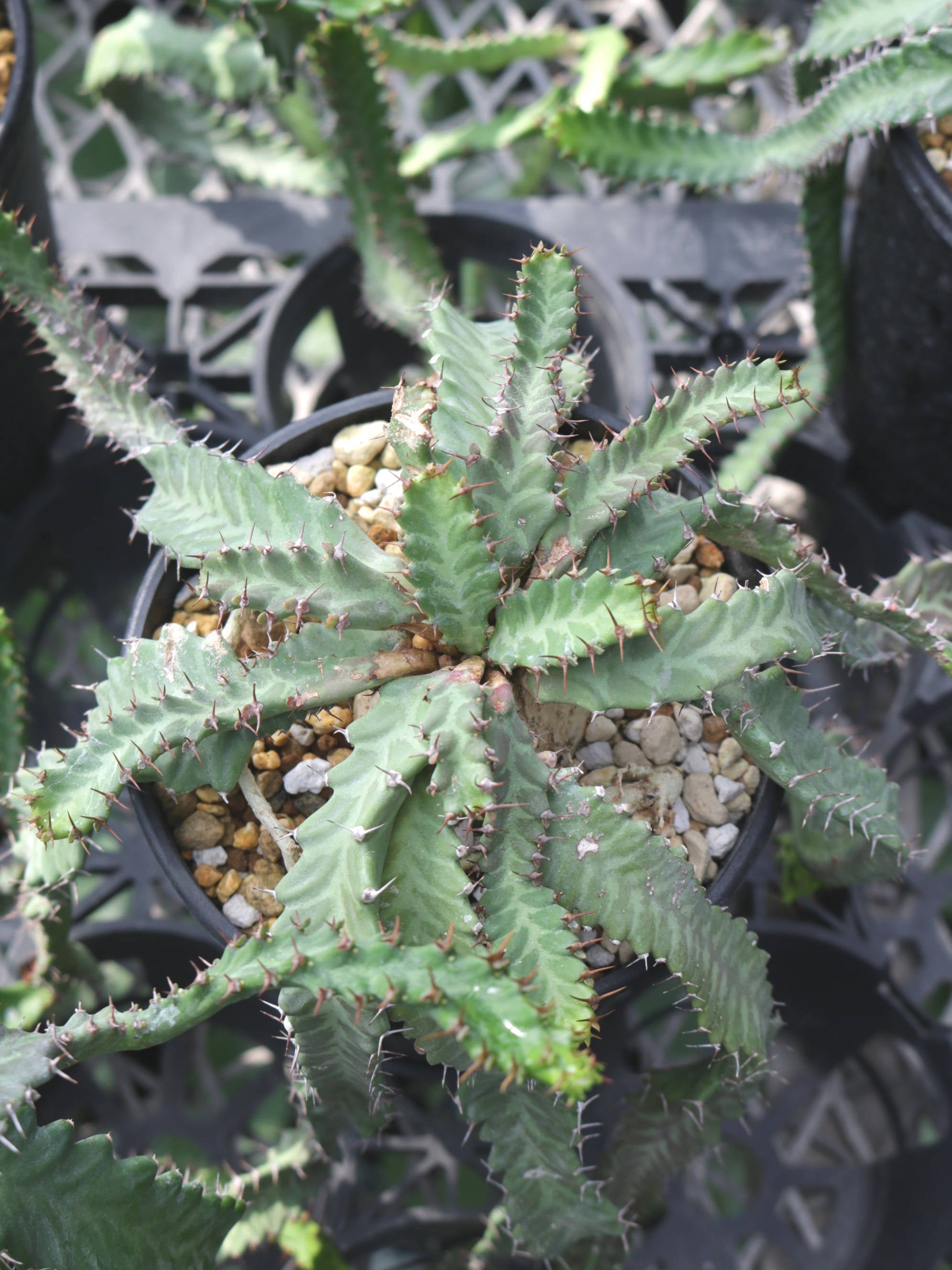 stera_1.jpg?v=1696031810&width